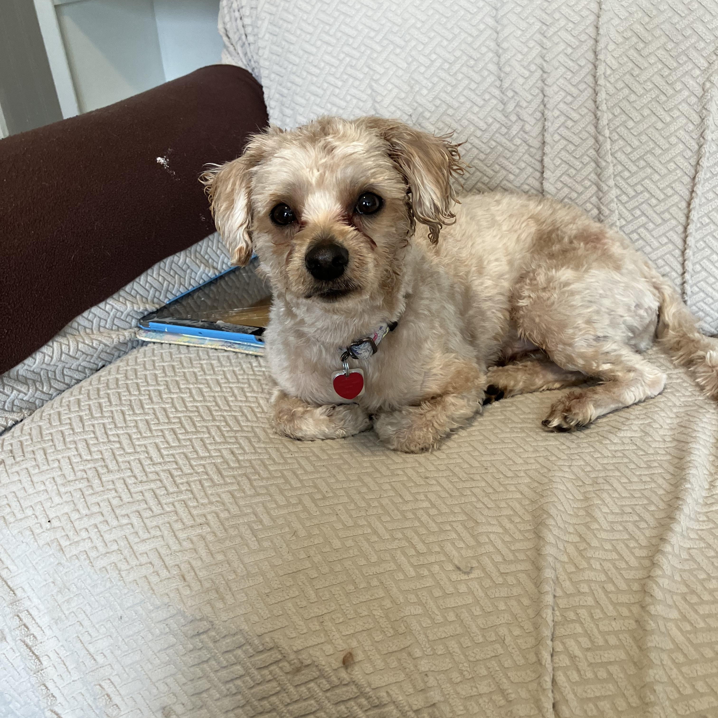 Justice, Adopted, Adult Male Poodle & Shih Tzu.