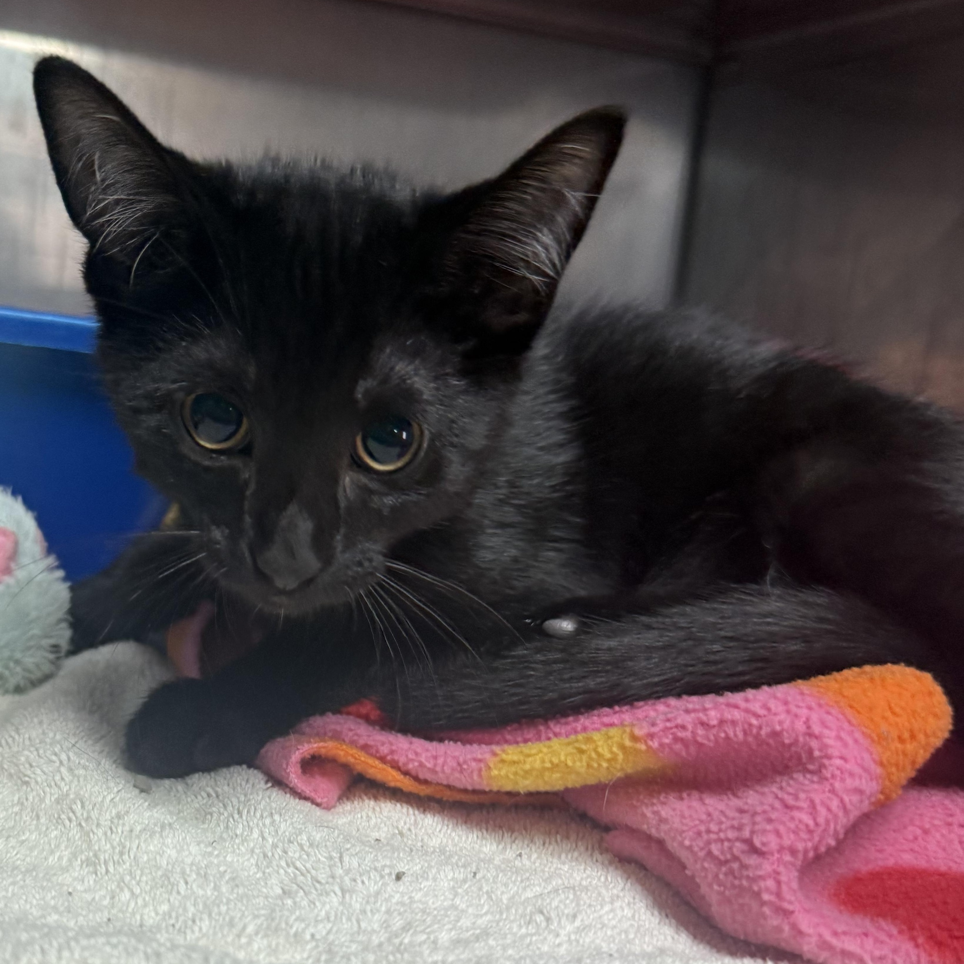 Bikini Bottom, adopted, Young Male Domestic Short Hair.