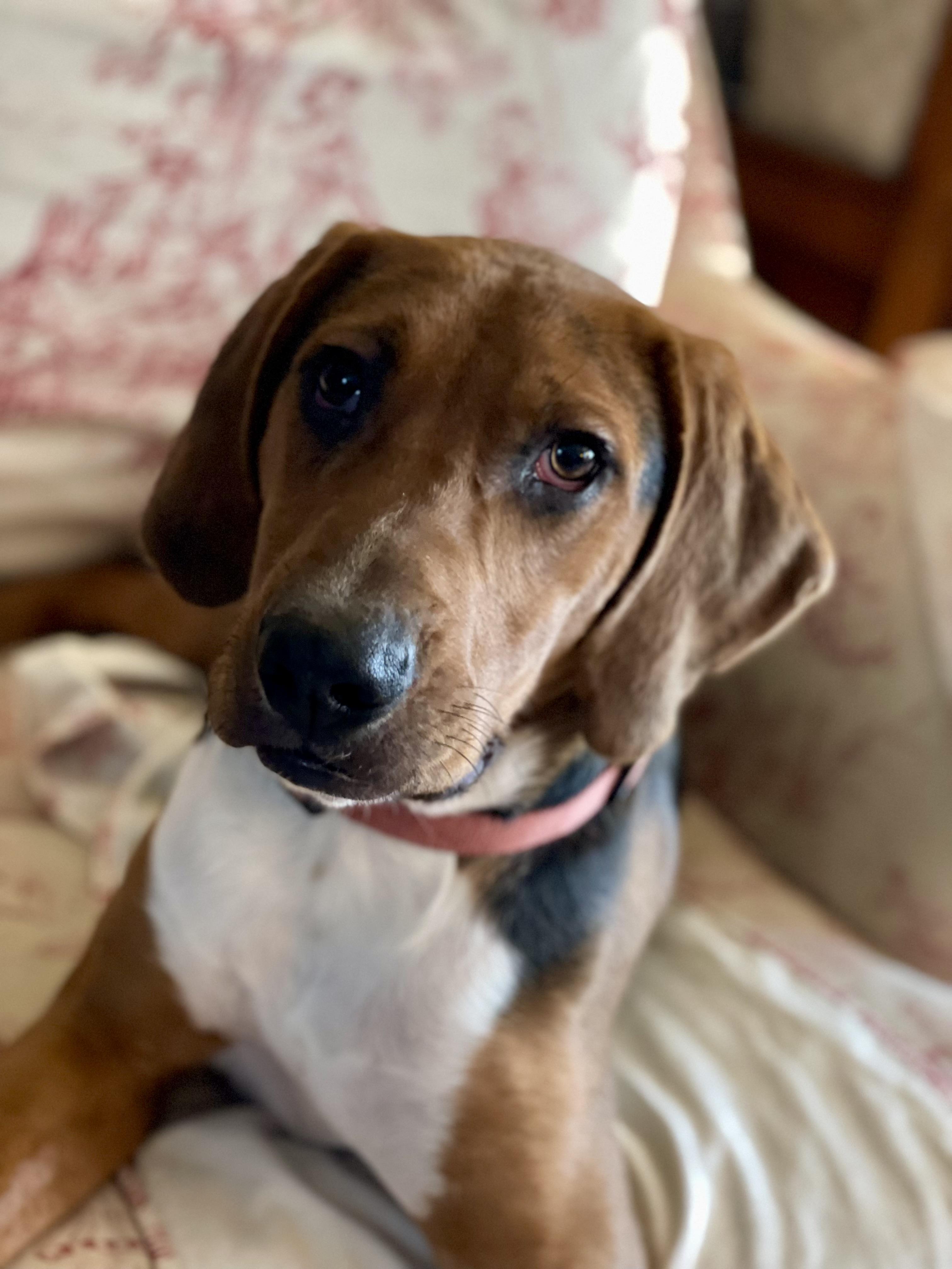 Enlarge Boone, a ADOPTABLE Hound in Cleveland, OH image 6/6