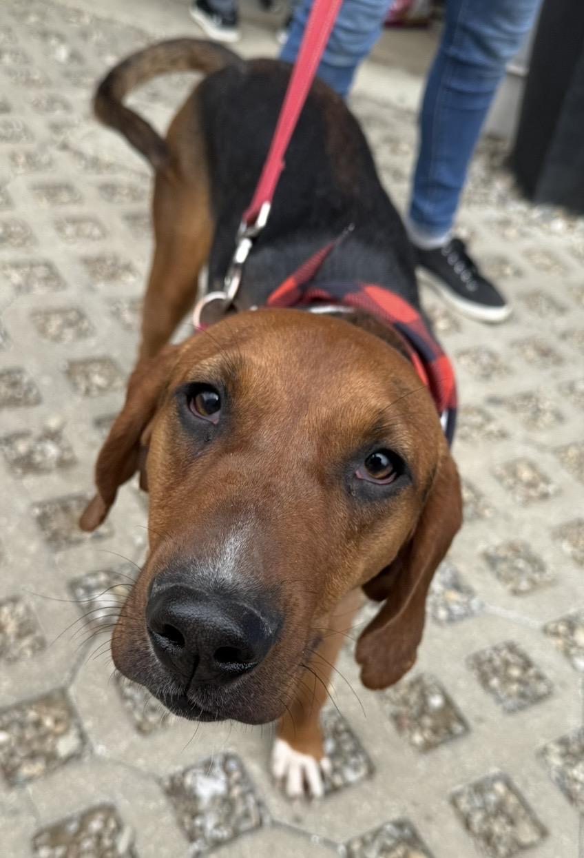 Boone, ADOPTABLE, Puppy Male Hound.