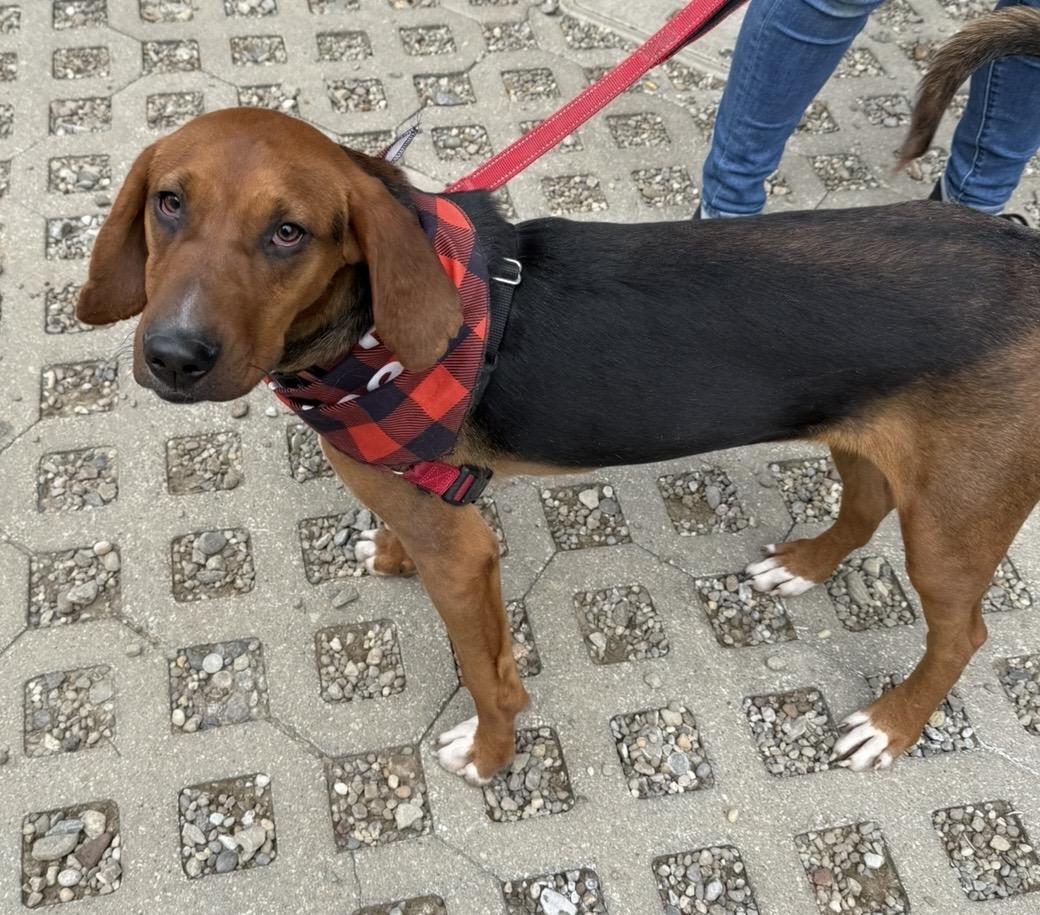Enlarge Boone, a ADOPTABLE Hound in Cleveland, OH image 2/6