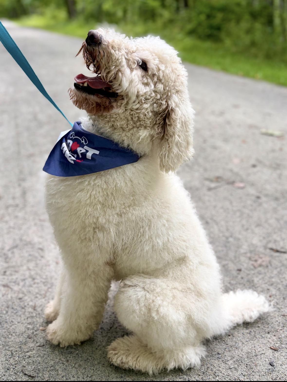 Enlarge Titus, a Adopted mixed breed in Mendham, NJ image 3/3