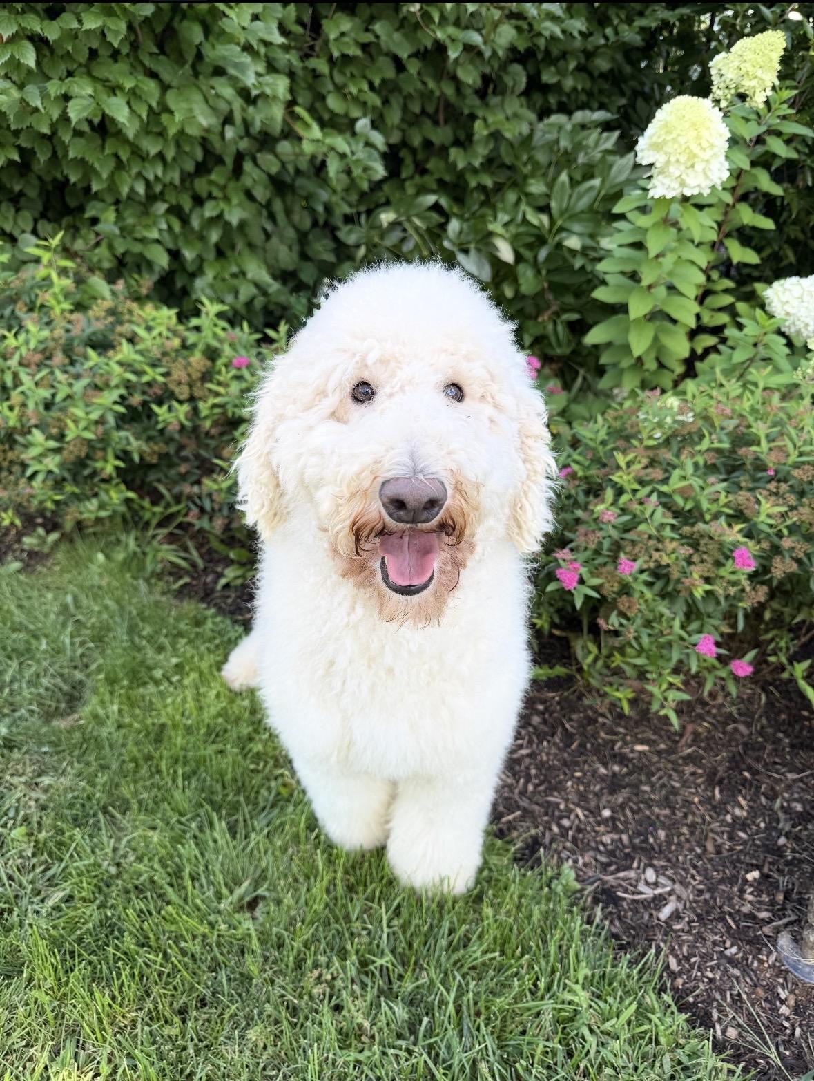 Enlarge Titus, a Adopted mixed breed in Mendham, NJ image 2/3