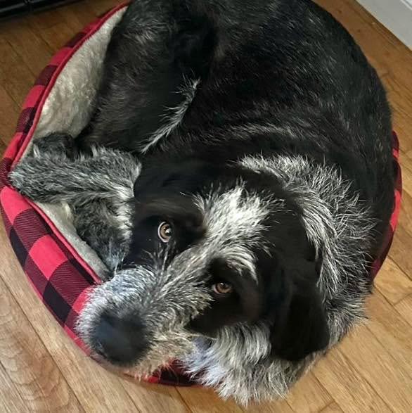 Libby Lou, Adoptable, Adult Female German Shorthaired Pointer.