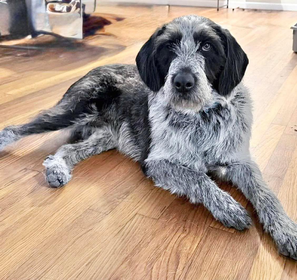 Enlarge Libby Lou, a Adoptable German Shorthaired Pointer in Grand Bay, AL image 2/2