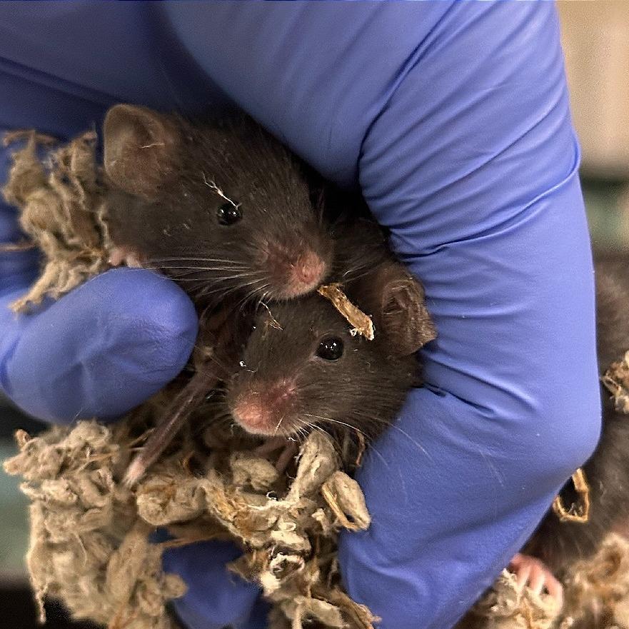Enlarge Vera with Enid and Sybil-in foster, a Adoptable Mouse in Springfield, MA image 1/1