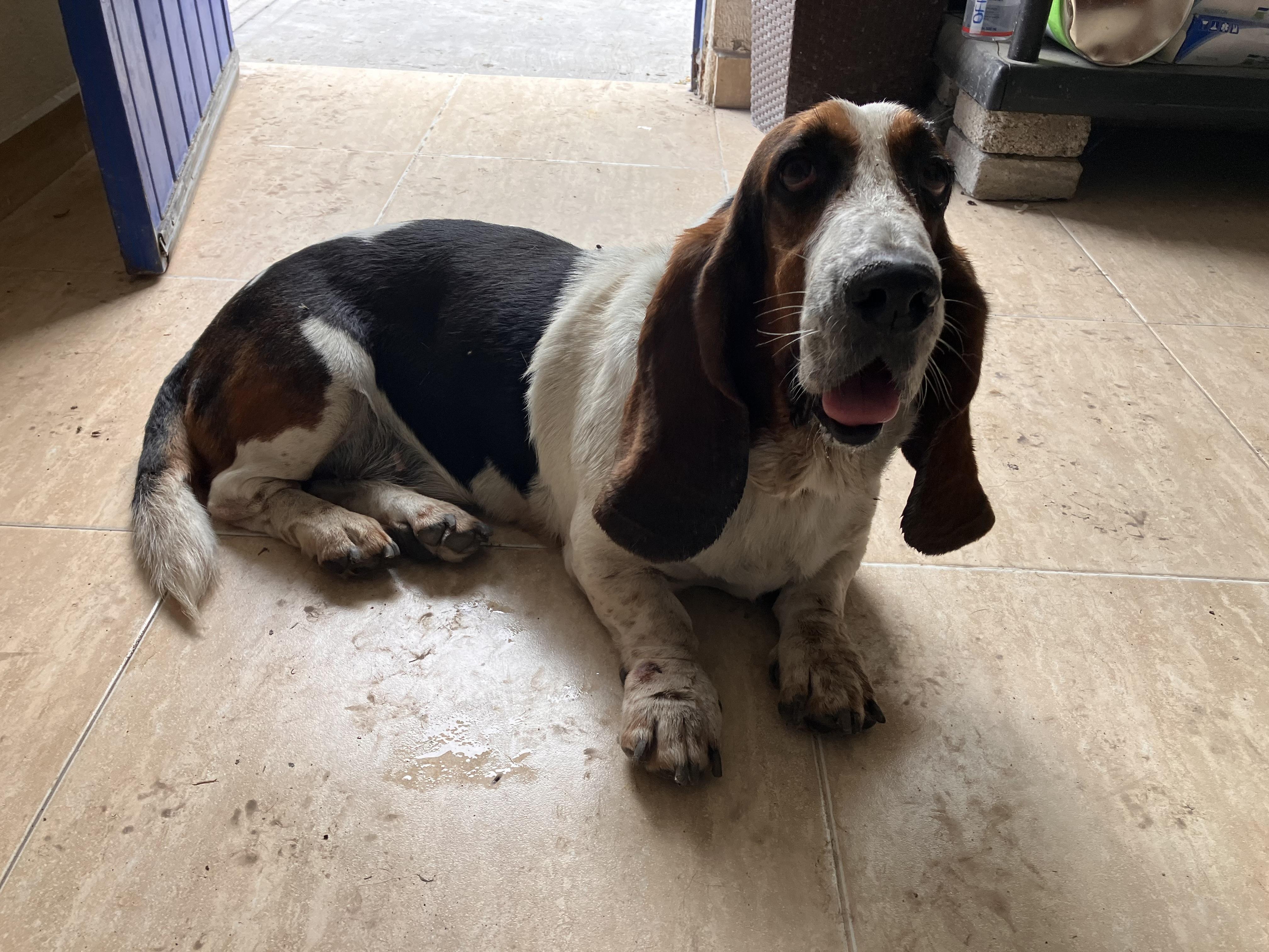 Enlarge Gordo Bosh, a Adoptable Basset Hound in Portales Sur, DIF image 1/6