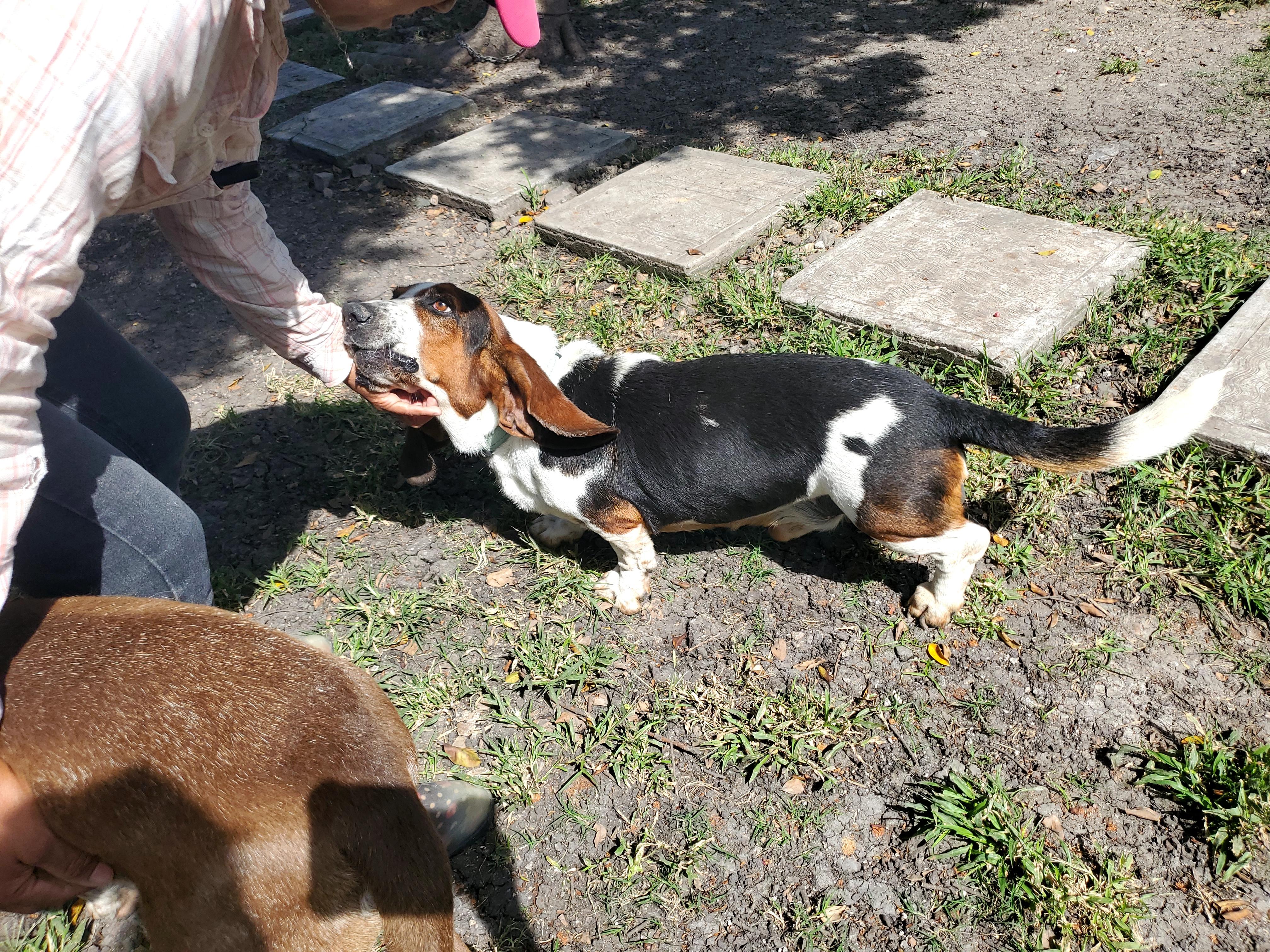 Enlarge Gordo Bosh, a Adoptable Basset Hound in Portales Sur, DIF image 2/6