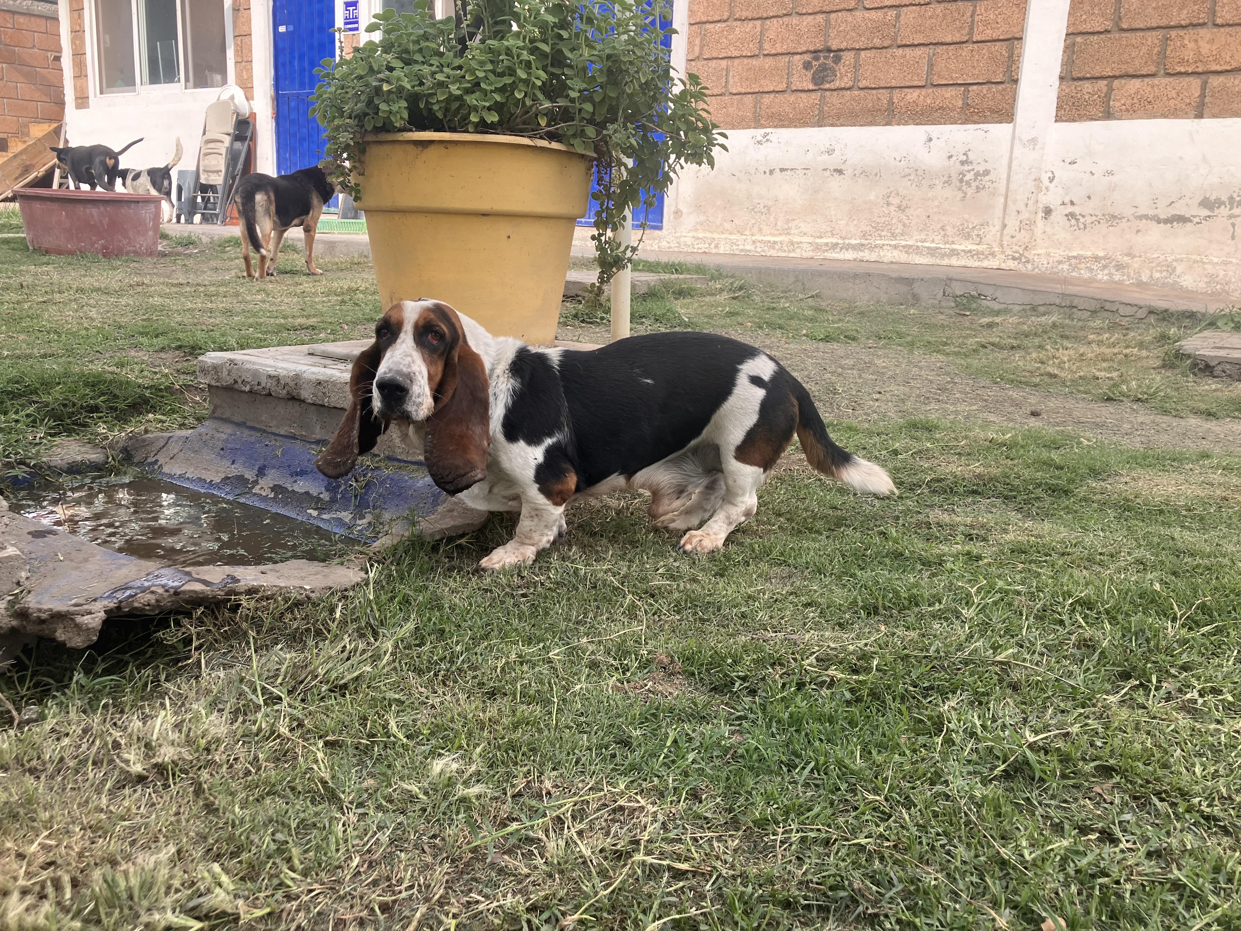 Enlarge Gordo Bosh, a Adoptable Basset Hound in Portales Sur, DIF image 3/6