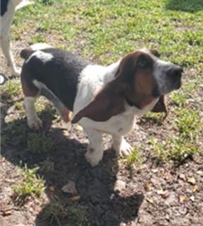 Enlarge Gordo Bosh, a Adoptable Basset Hound in Portales Sur, DIF image 6/6