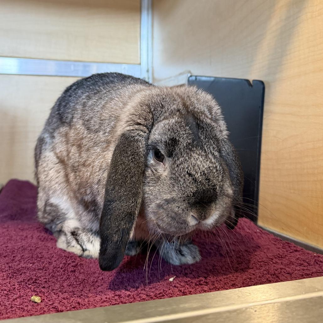 Enlarge Earl, a Adoptable English Lop in Chesapeake, VA image 1/1