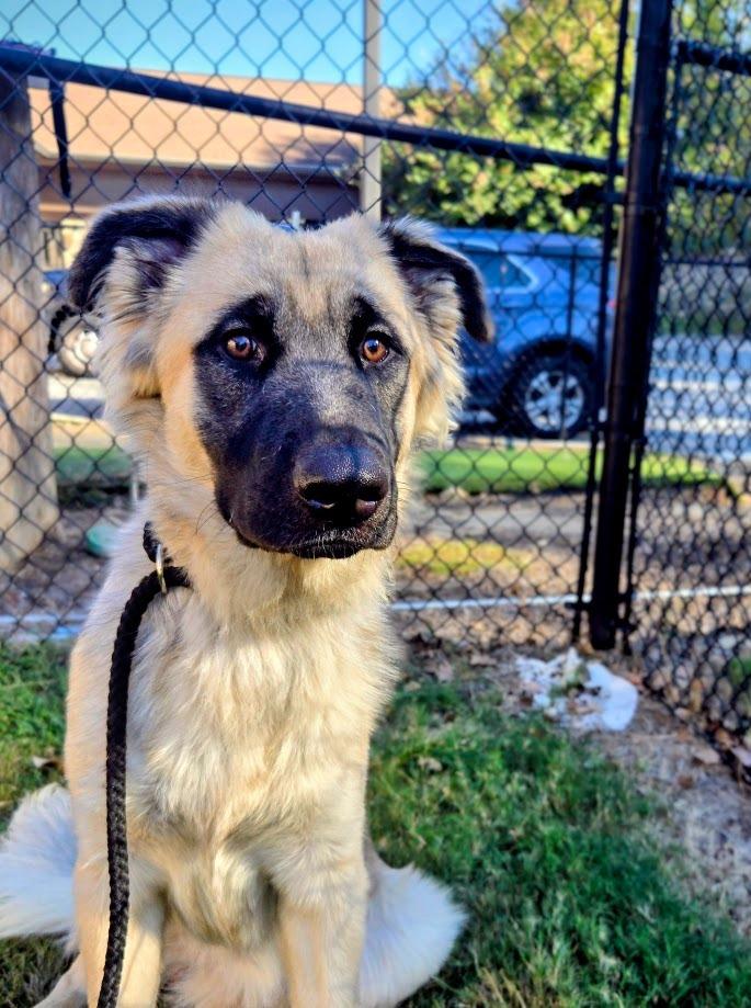 Butters, Adoptable, Young Male Mixed Breed.