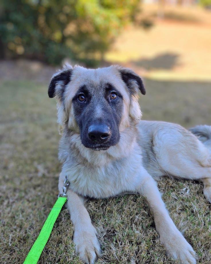 Enlarge Butters, a Adoptable mixed breed in Douglasville, GA image 2/5