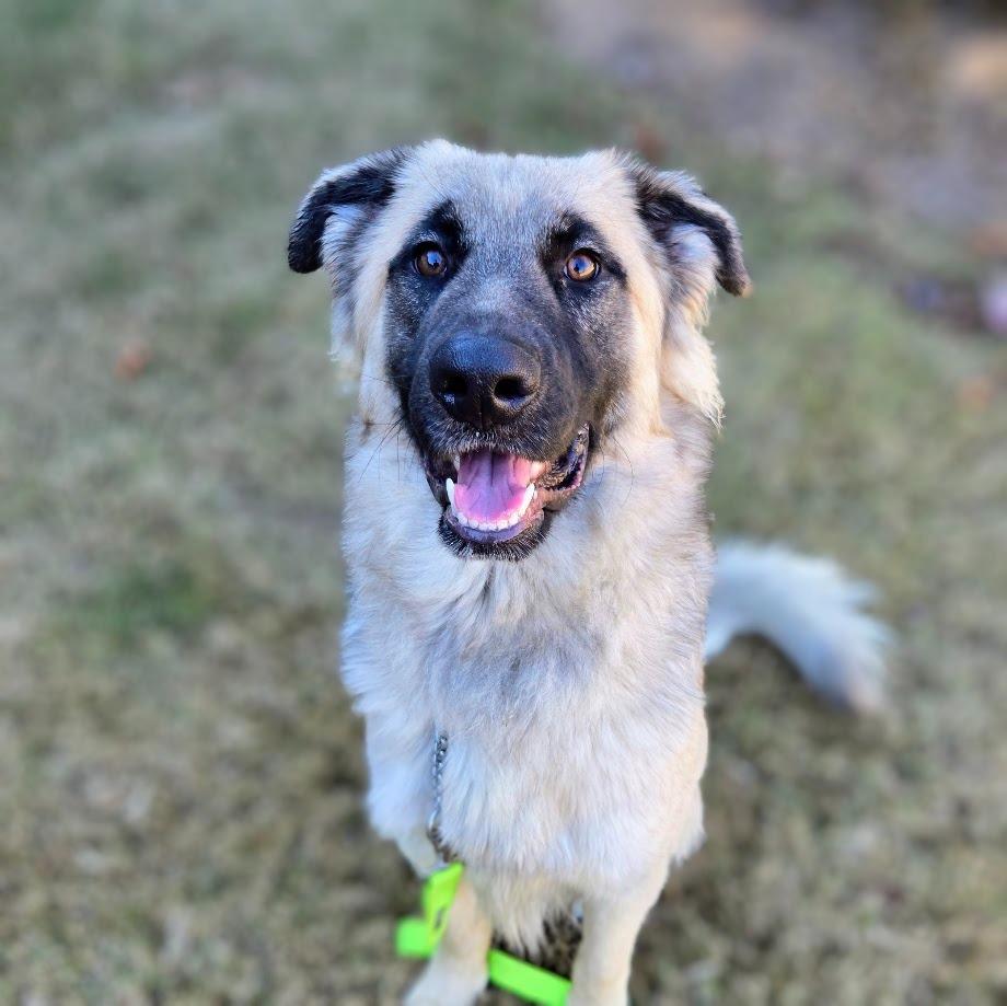 Enlarge Butters, a Adoptable mixed breed in Douglasville, GA image 3/5