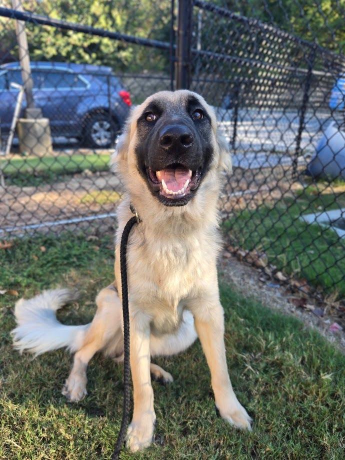 Enlarge Butters, a Adoptable mixed breed in Douglasville, GA image 4/5
