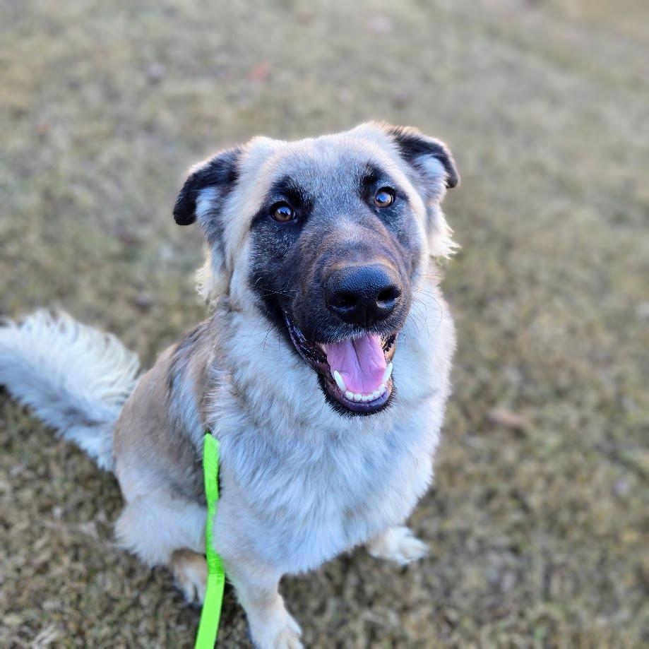 Enlarge Butters, a Adoptable mixed breed in Douglasville, GA image 5/5