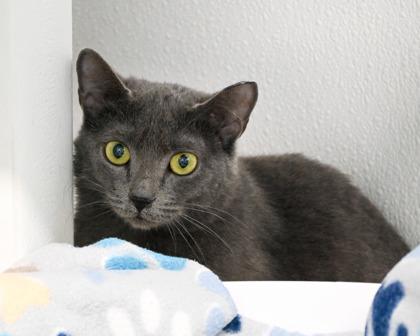 Enlarge Cindy Lou, a Adoptable Domestic Short Hair in West Seneca, NY image 1/2