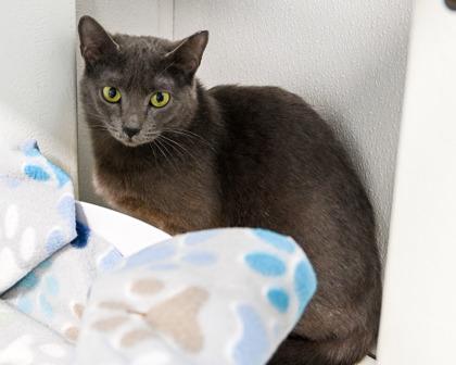 Drums, a Adoptable Domestic Short Hair in West Seneca, NY image 1/2