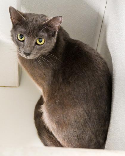 Drums, a Adoptable Domestic Short Hair in West Seneca, NY image 2/2