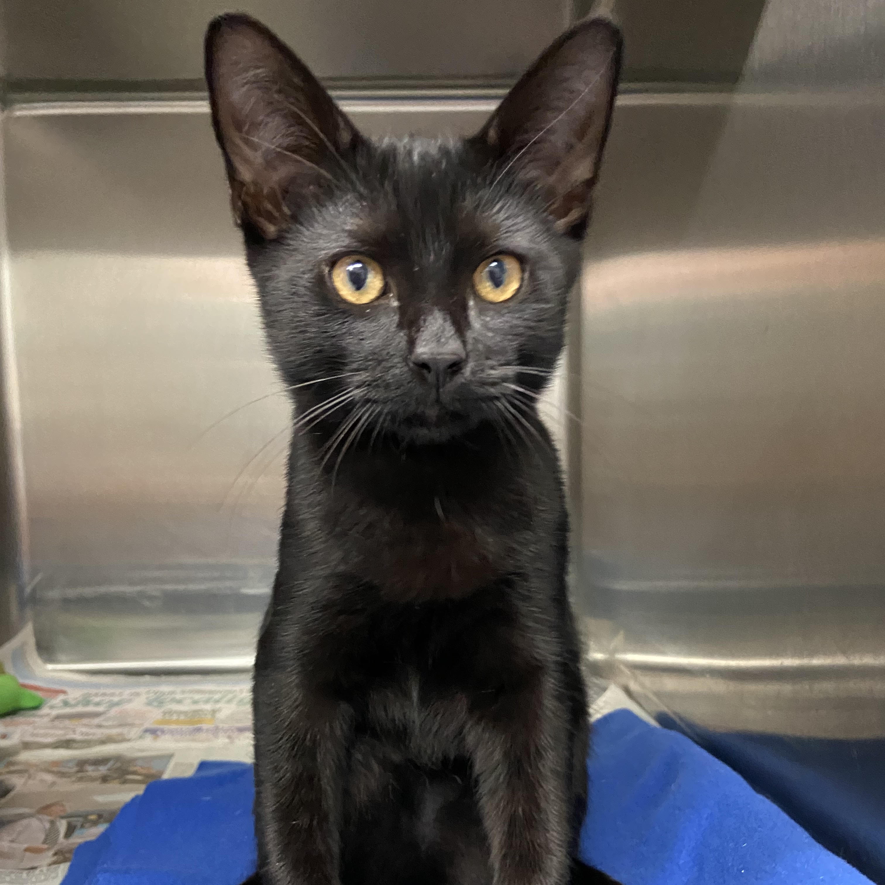 Cat for adoption Henley, a Domestic Short Hair in Exeter, RI Petfinder