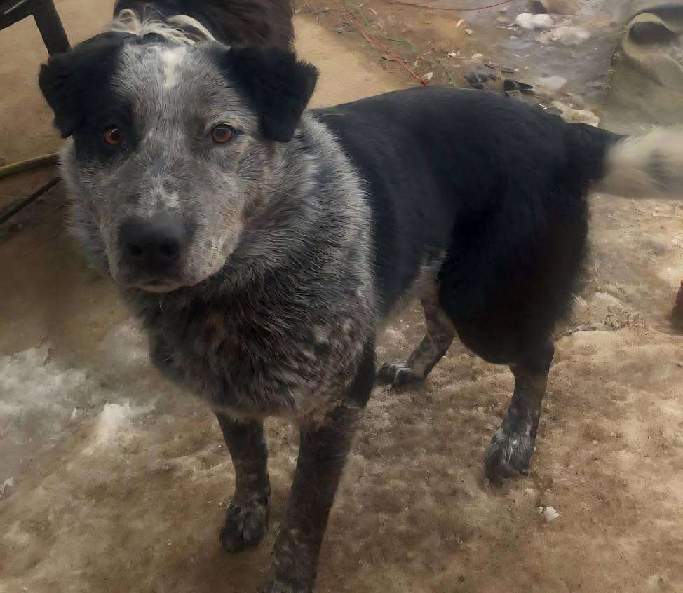 Goose, an adoptable Australian Cattle Dog / Blue Heeler in Pinedale, WY, 82941 | Photo Image 1