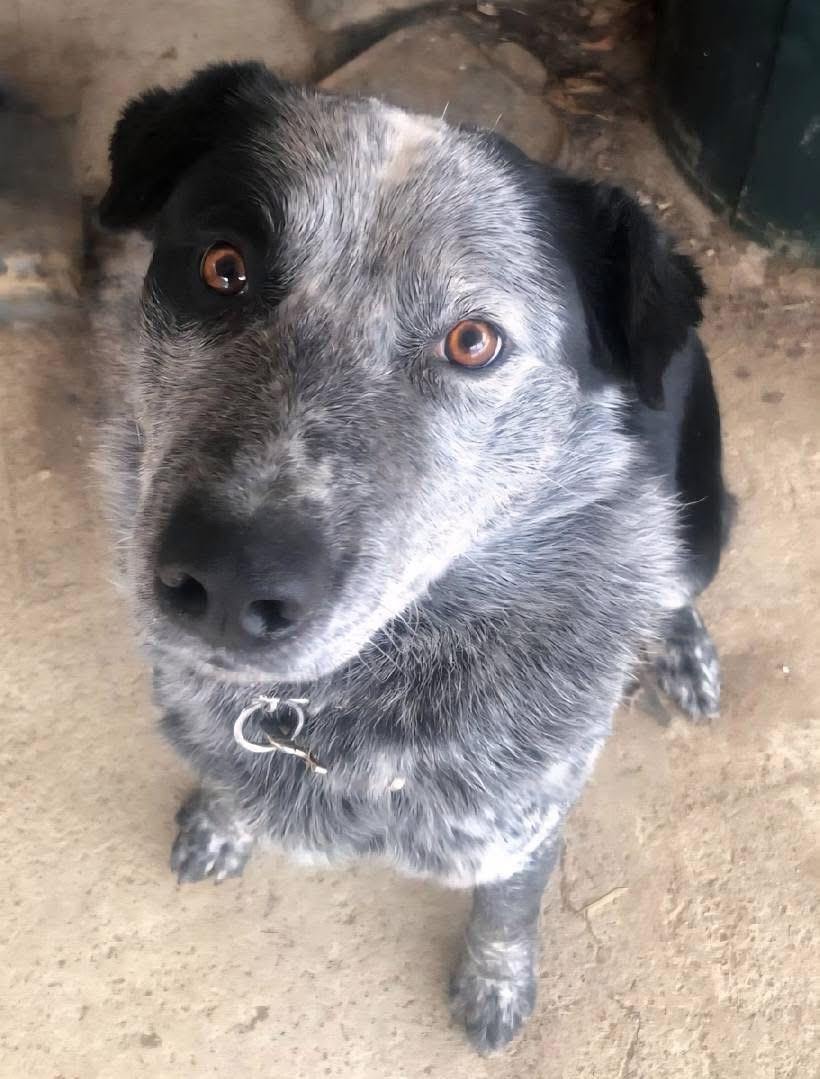 Goose, an adoptable Australian Cattle Dog / Blue Heeler in Pinedale, WY, 82941 | Photo Image 2
