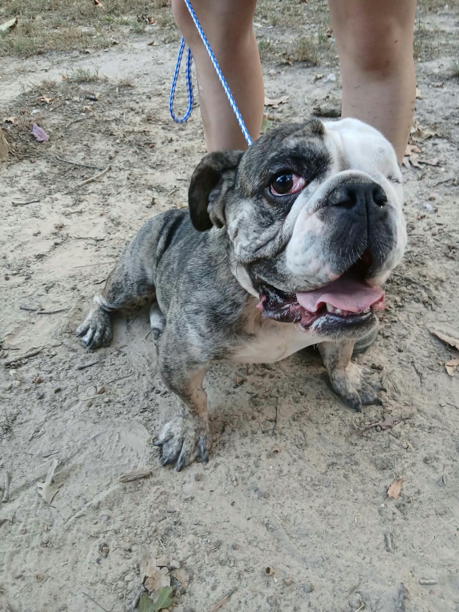 Enlarge Oddball, a Adopted English Bulldog in bauxite, AR image 3/3