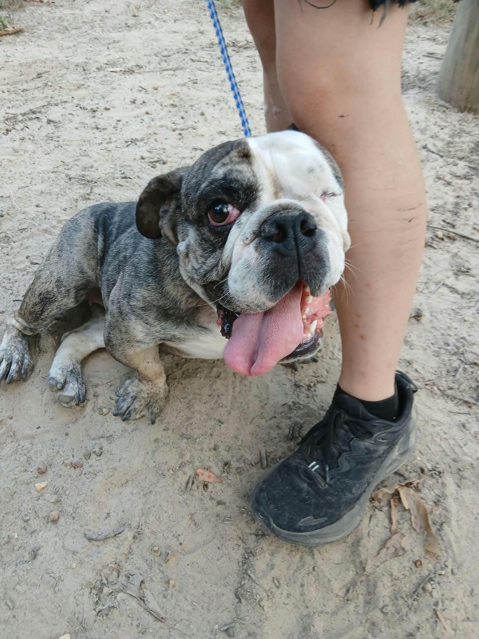 Enlarge Oddball, a Adopted English Bulldog in bauxite, AR image 2/3