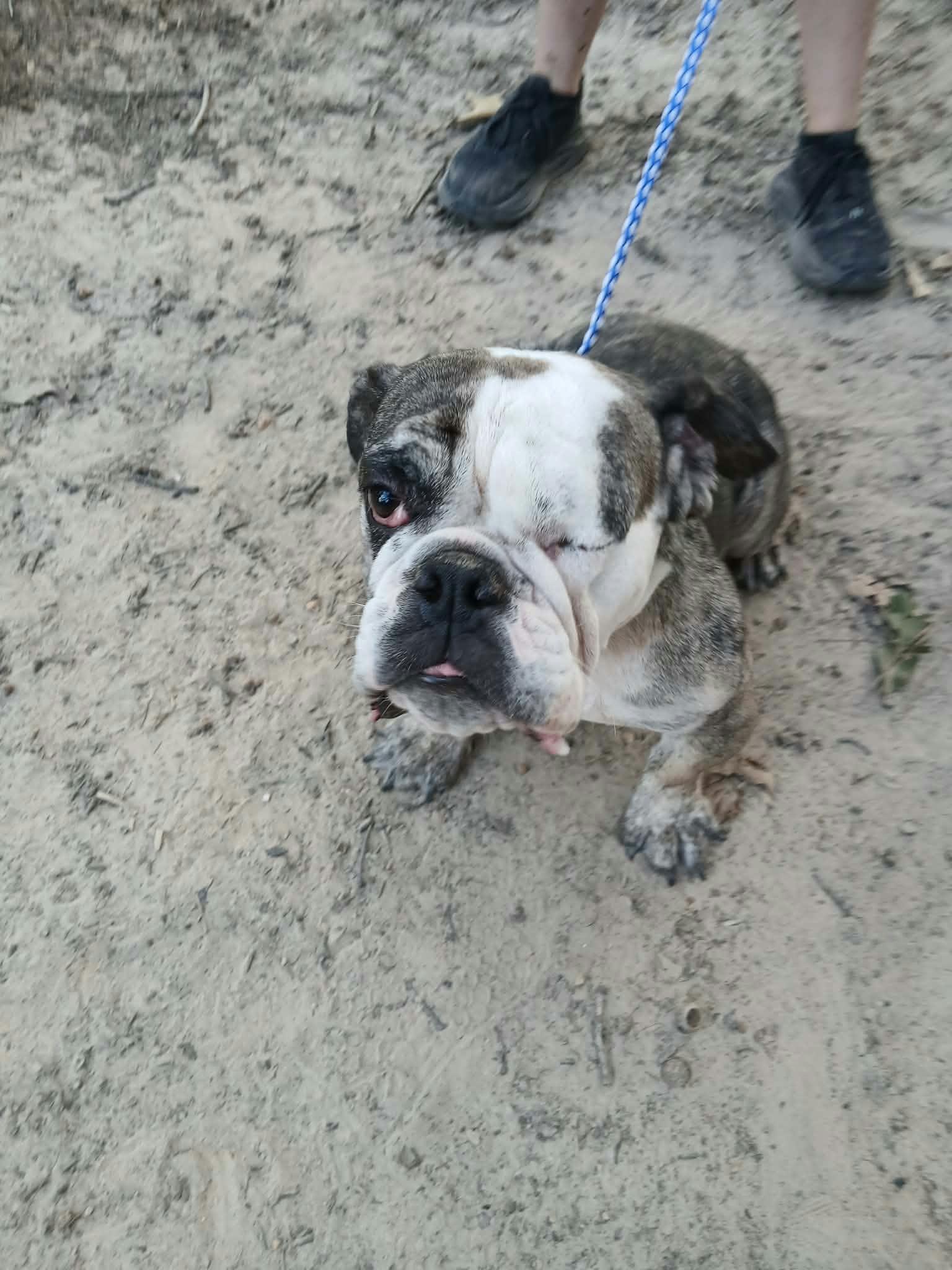 Oddball, Adopted, Young Female English Bulldog.