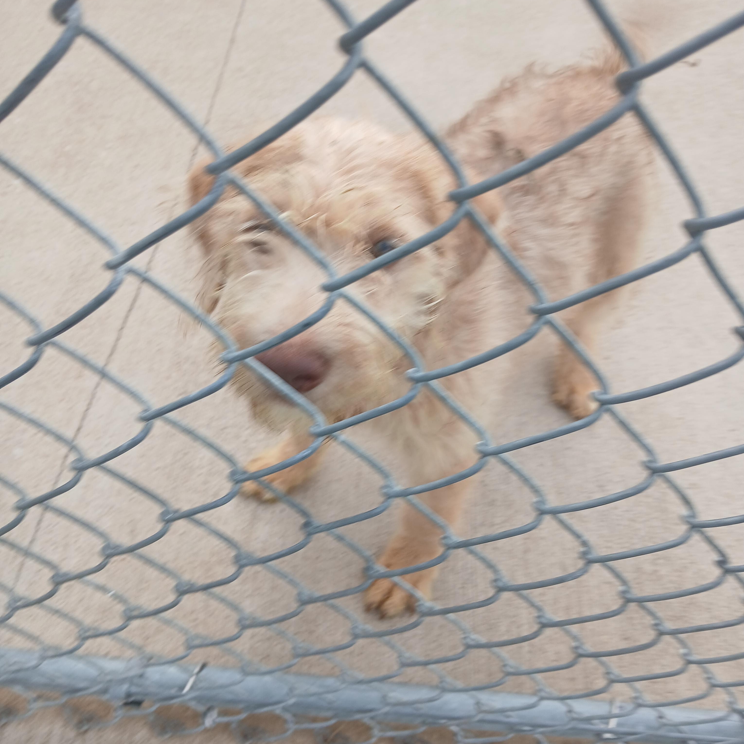 Goldendoodle puppy, Adopted, Puppy Female Goldendoodle.