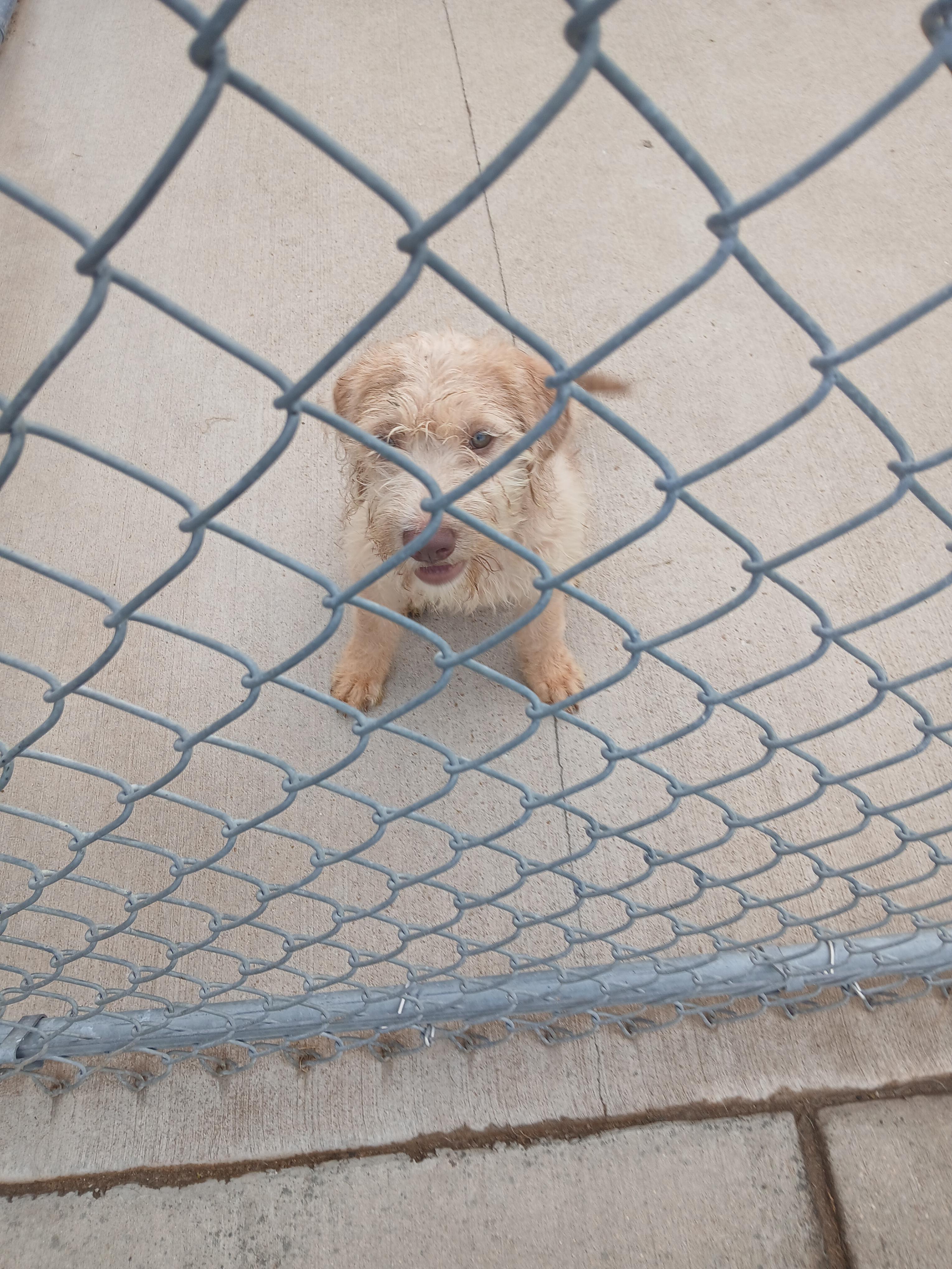Enlarge Goldendoodle puppy, a Adopted Goldendoodle in Hillsboro, MO image 2/2