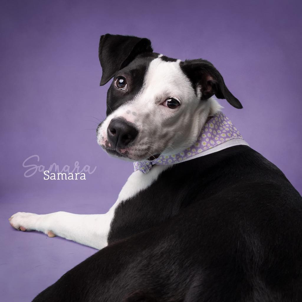 Samara, Adoptable, Puppy Female Pit Bull Terrier.