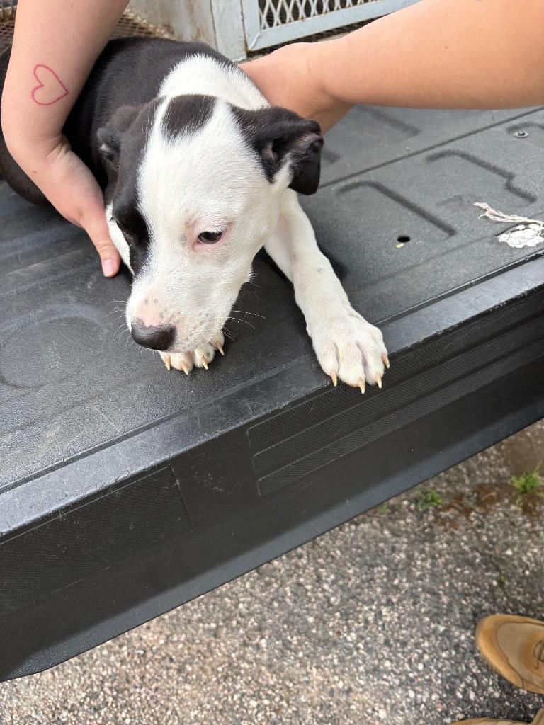 Samara, Adoptable, Puppy Female Pit Bull Terrier.