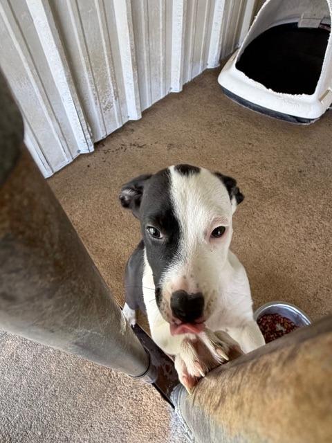 Samara, a Adoptable Pit Bull Terrier in Ada, OK image 2/5