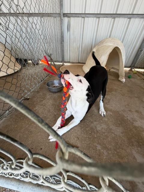 Samara, a Adoptable Pit Bull Terrier in Ada, OK image 3/5
