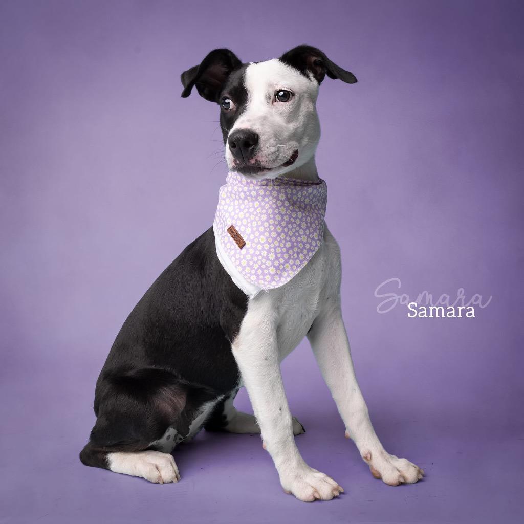 Samara, a Adoptable Pit Bull Terrier in Ada, OK image 3/5