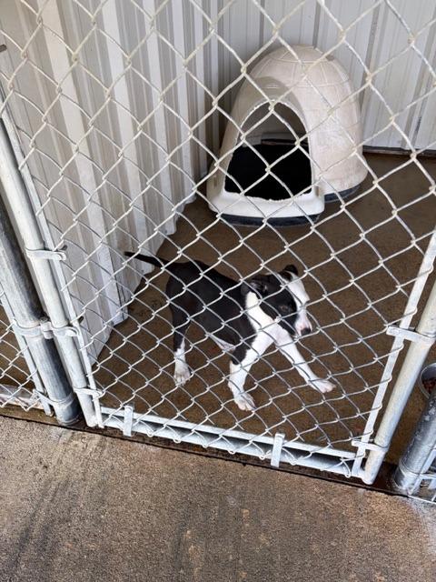 Samara, a Adoptable Pit Bull Terrier in Ada, OK image 4/5