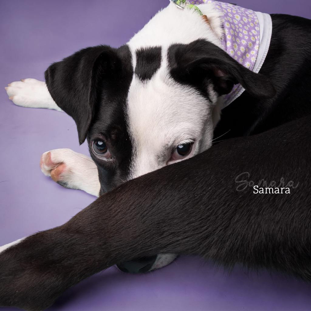 Samara, a Adoptable Pit Bull Terrier in Ada, OK image 4/5