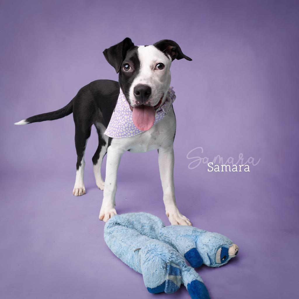 Samara, a Adoptable Pit Bull Terrier in Ada, OK image 5/5