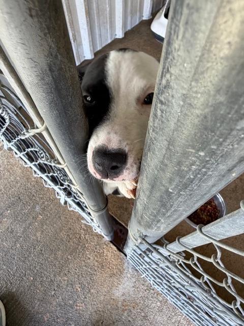 Samara, a Adoptable Pit Bull Terrier in Ada, OK image 5/5