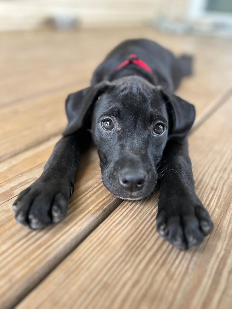 Rocky Graham **PUPPY**