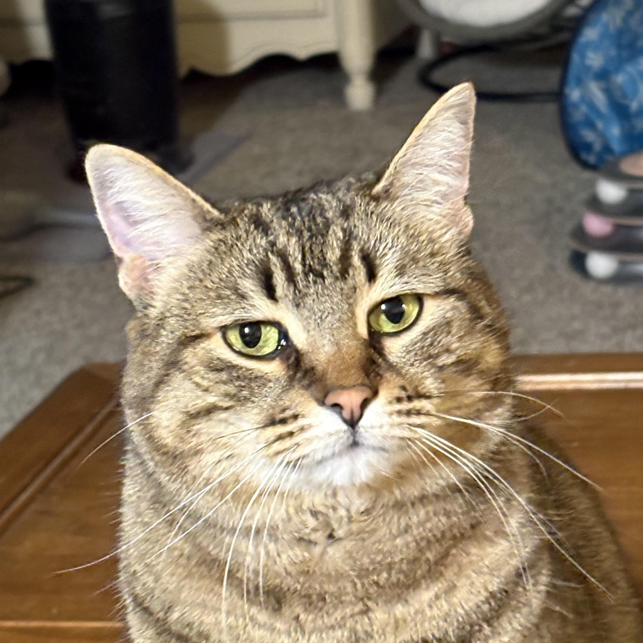 Anastasia, Adoptable, Adult Female Domestic Short Hair.