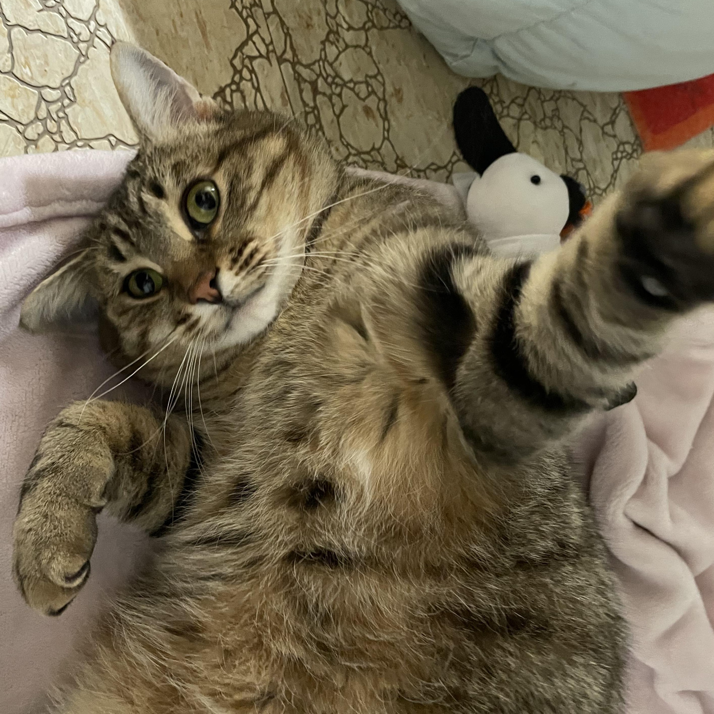 Enlarge Anastasia, a Adoptable Domestic Short Hair in Garden City, MI image 2/4