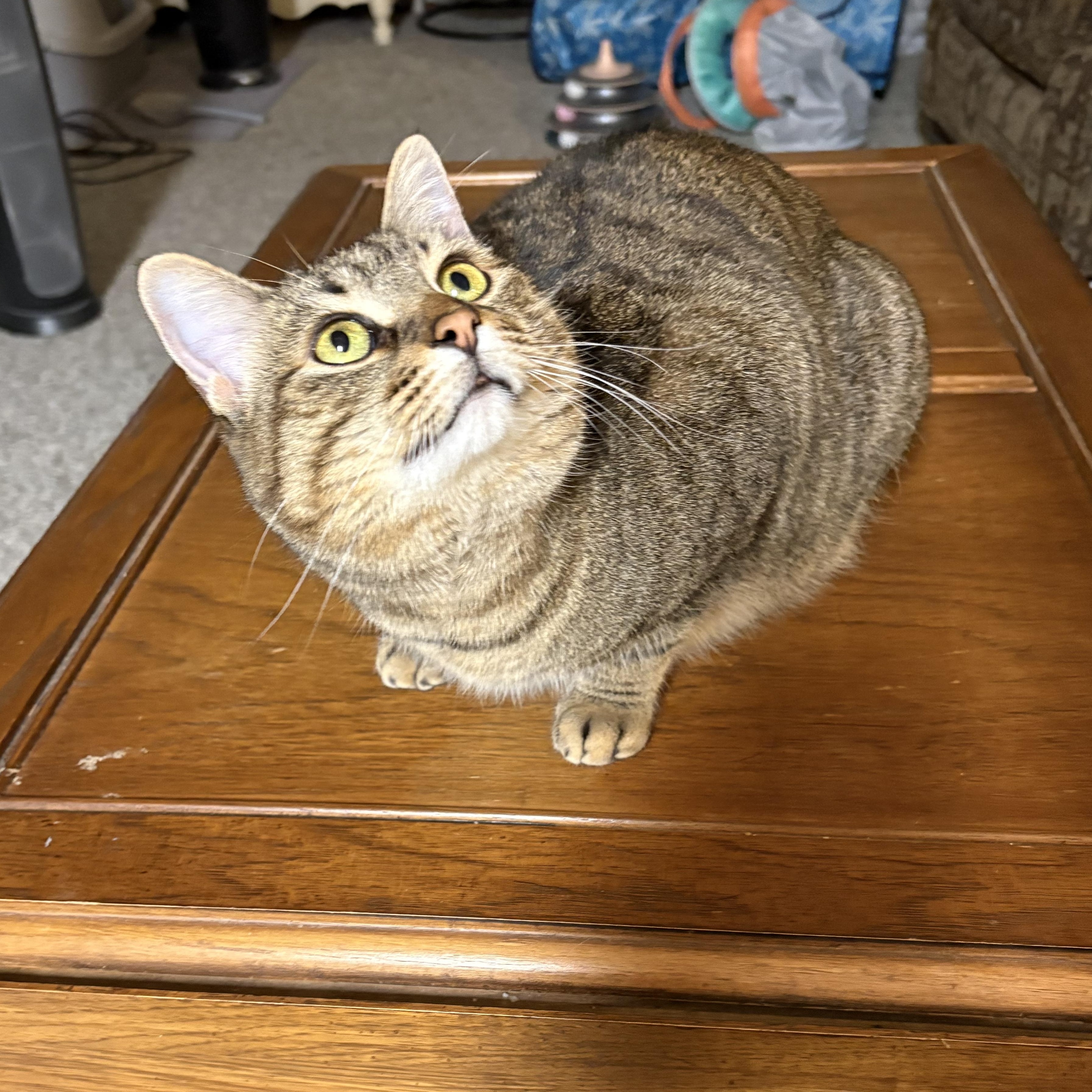 Enlarge Anastasia, a Adoptable Domestic Short Hair in Garden City, MI image 3/4