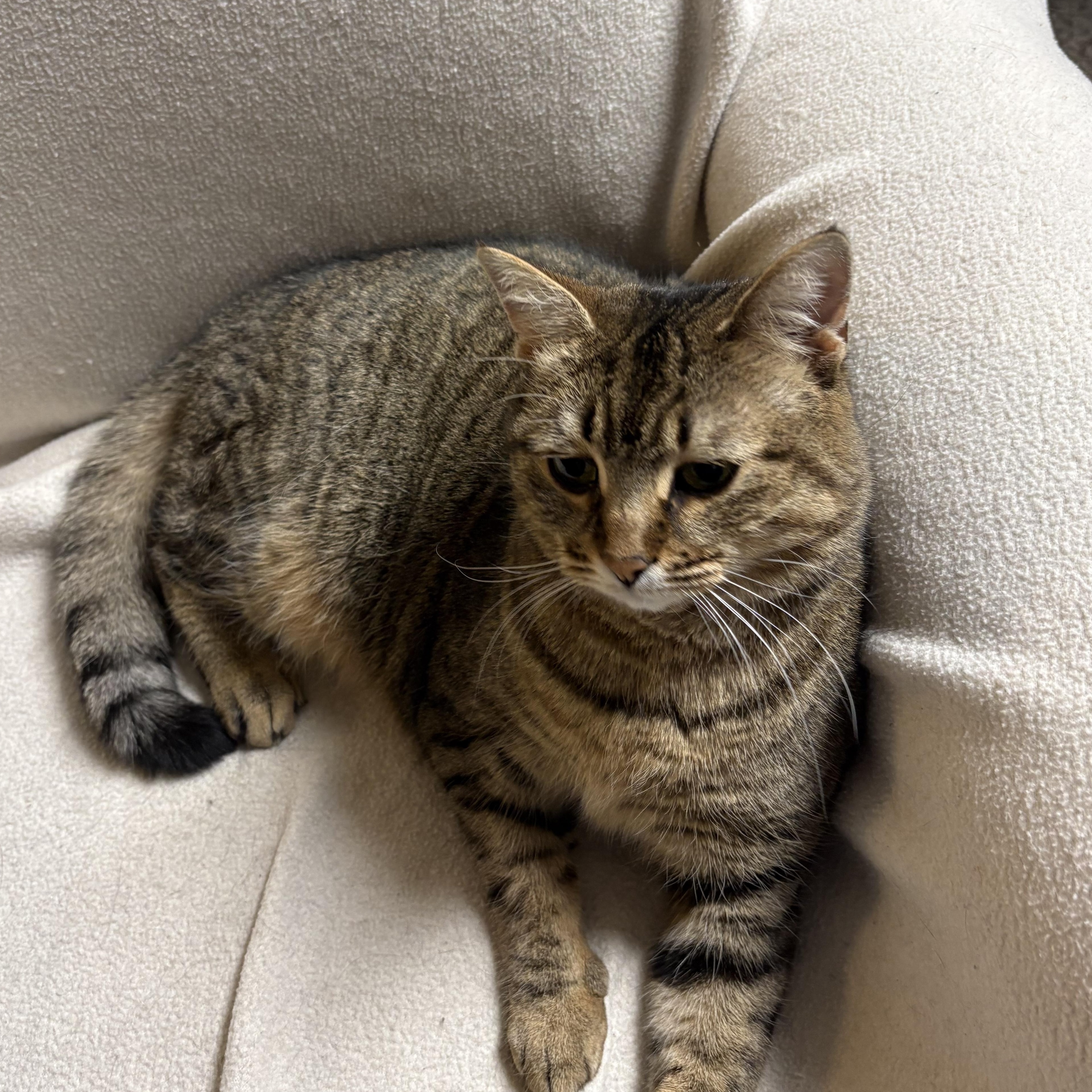 Enlarge Anastasia, a Adoptable Domestic Short Hair in Garden City, MI image 4/4