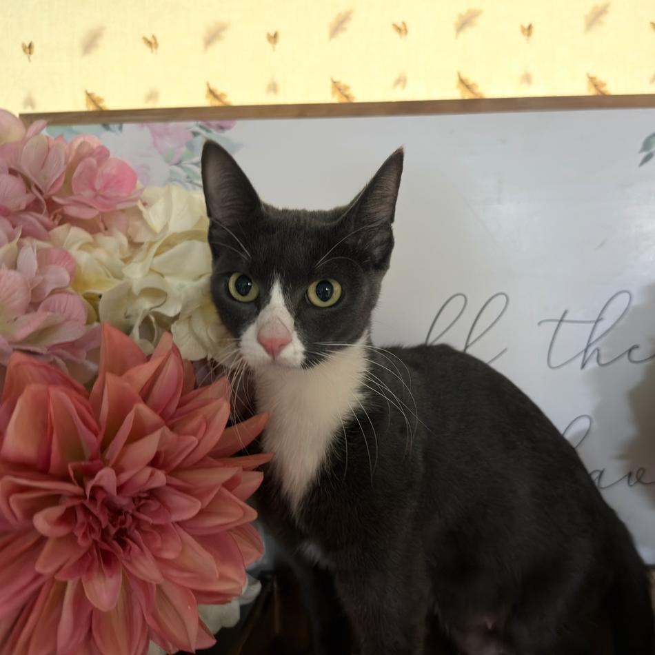 Cresent, Adoptable, Young Female American Shorthair.