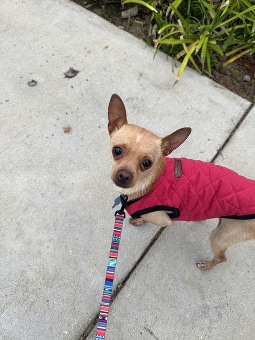 Enlarge Pickles, an adoptable Chihuahua in Los Angeles, CA image 5/5