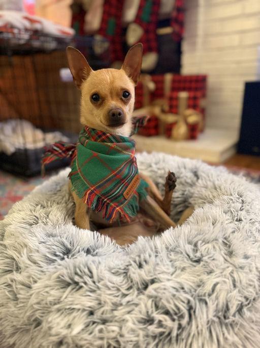 Pickles, adoptable, Young Male Chihuahua.