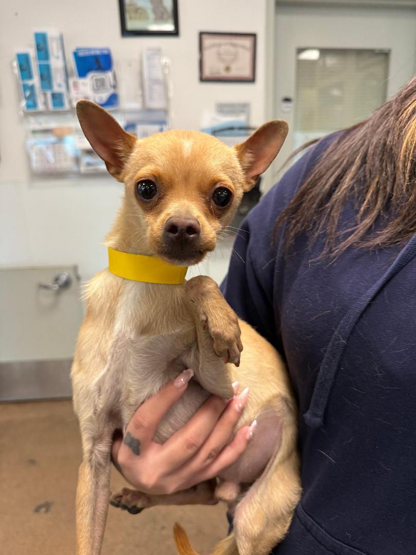 Enlarge Pickles, an adoptable Chihuahua in Los Angeles, CA image 2/5