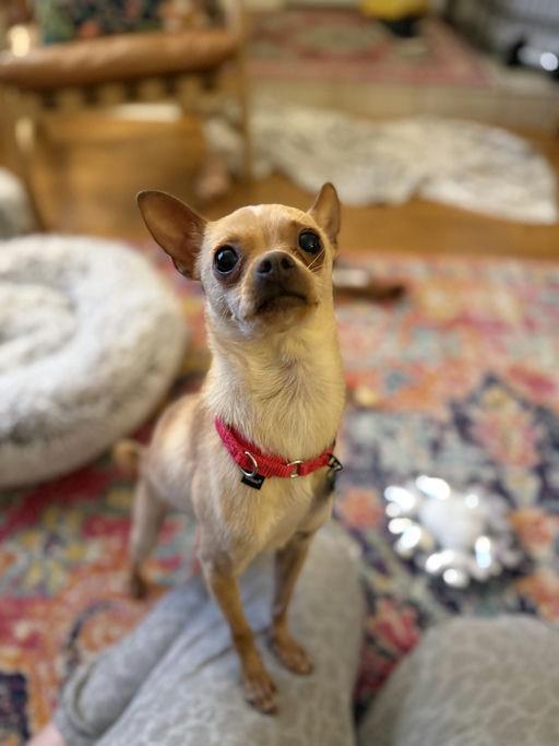 Enlarge Pickles, an adoptable Chihuahua in Los Angeles, CA image 4/5